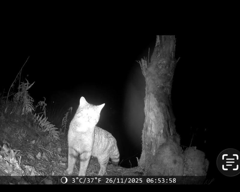 Le Chat Forestier est revenu